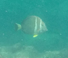 Acanthurus guttatus
