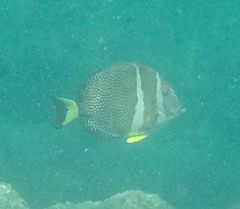 Acanthurus guttatus