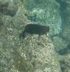 Cirripectes vanderbilti