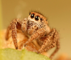 Habronattus altanus