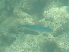 Decapterus macarellus