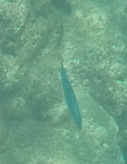Decapterus macarellus