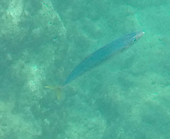 Decapterus macarellus