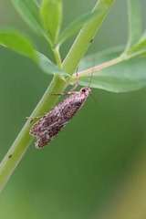 Agonopterix hypericella