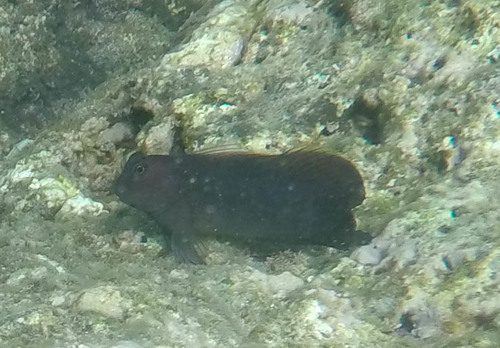 Cirripectes vanderbilti