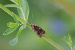 Agonopterix hypericella