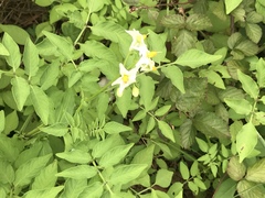 Solanum chacoense