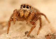 Habronattus altanus