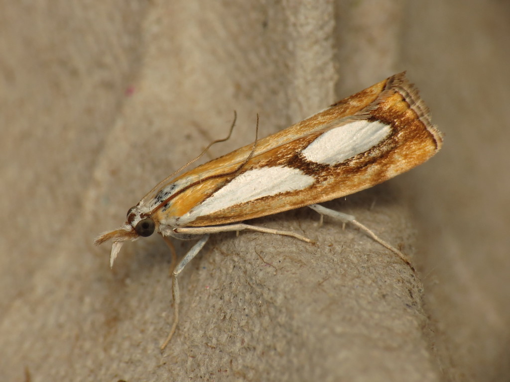Pearl Grass-veneer