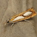 Catoptria pinella - Photo (c) Donald Hobern,  זכויות יוצרים חלקיות (CC BY)