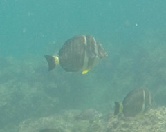 Acanthurus guttatus