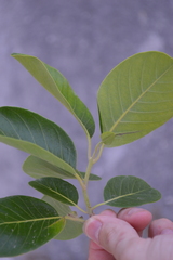Pisonia albida