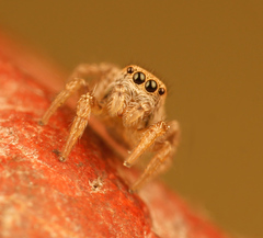 Habronattus altanus