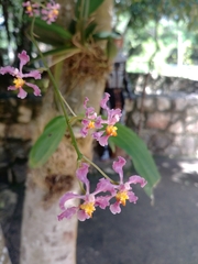 Trichocentrum andrewsiae