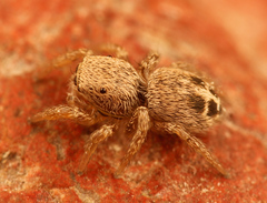 Habronattus altanus
