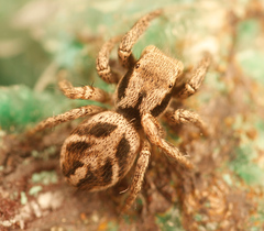 Habronattus cuspidatus