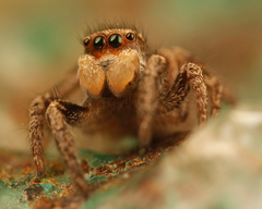 Habronattus cuspidatus