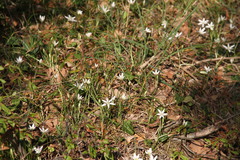 Ornithogalum woronowii