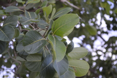 Pisonia albida