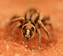 Habronattus cuspidatus