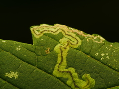 Stigmella speciosa