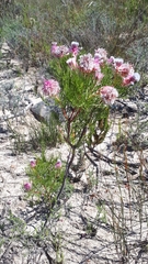 Serruria rosea