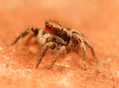 Habronattus cuspidatus