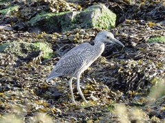 Nyctanassa violacea