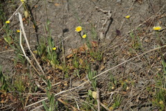 Crepis alpina