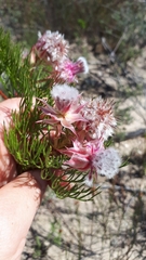 Serruria rosea