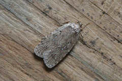 Agonopterix heracliana