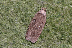 Agonopterix heracliana