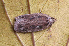 Agonopterix heracliana