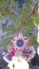 Serruria rosea