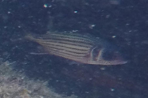 Neoniphon sammara