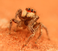 Habronattus cuspidatus