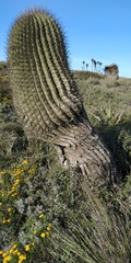 Ferocactus haematacanthus