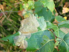 Phyllonorycter cavella