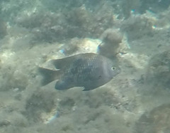 Plectroglyphidodon marginatus