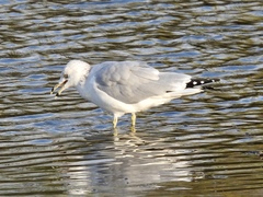Larus delawarensis