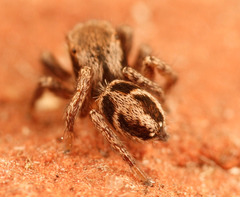 Habronattus cuspidatus
