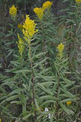 Solidago elongata
