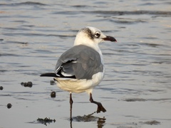 Leucophaeus atricilla