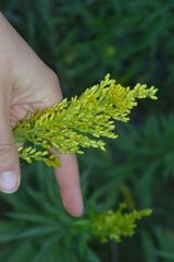 Solidago elongata