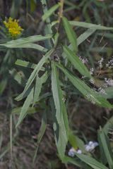 Solidago elongata