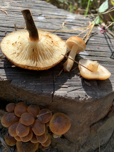 Ugniabudė nuotrauka