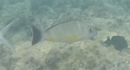 Lutjanus fulvus