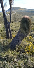 Ferocactus haematacanthus