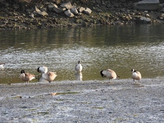 Branta canadensis