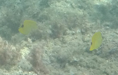 Chaetodon miliaris